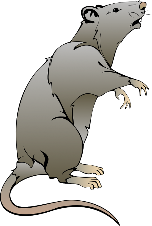 mouse gray rat