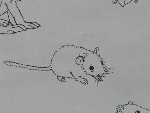 mouse animal coloring pages