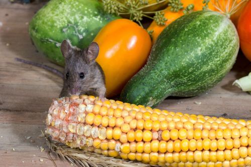 mouse wild corn