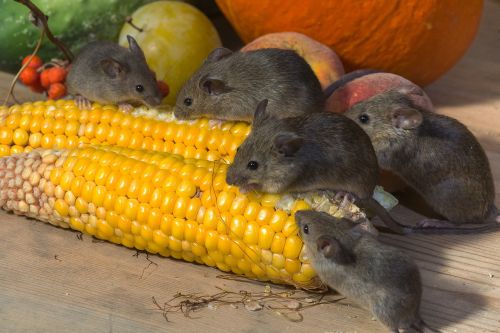 mouse wild corn