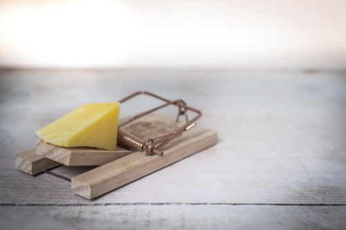 mouse trap cheese device