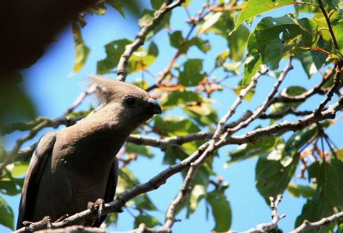 Mousebird In Tree