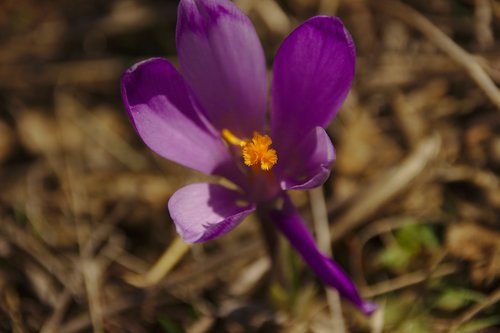 mov  flower  field