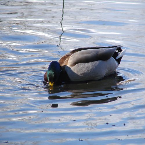 Mr. Bubbles The Duck