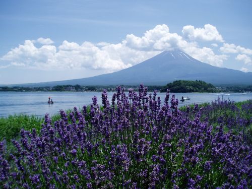 mt fuji lavender lake kawaguchi