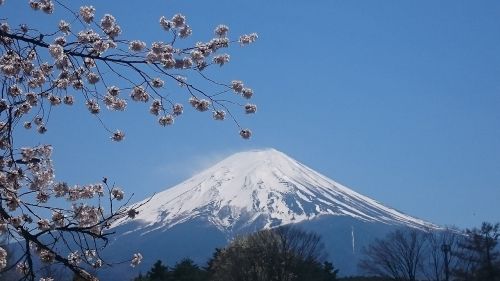 mt fuji spring cherry