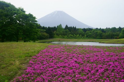 mt fuji  pink flowers  lake