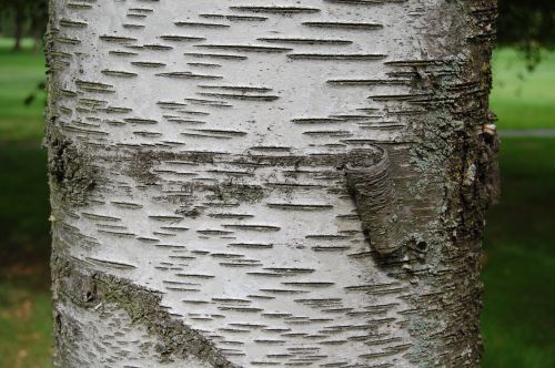 mu wen birch trunk