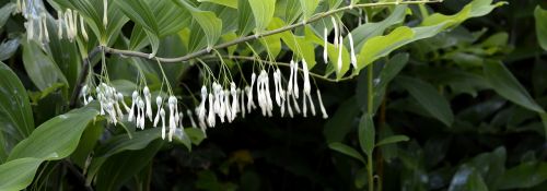 much-blooded weisswurz much-flowered solomon's seal flowers