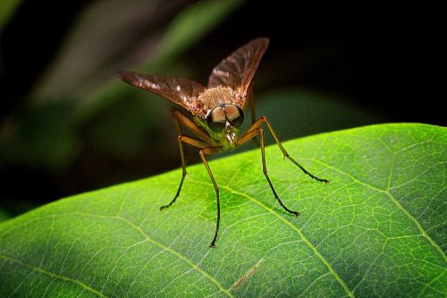 mucha macro insect