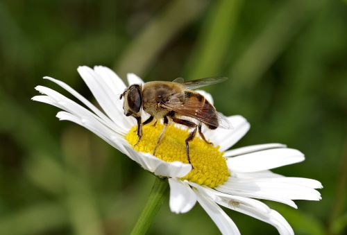 mucha flower bee