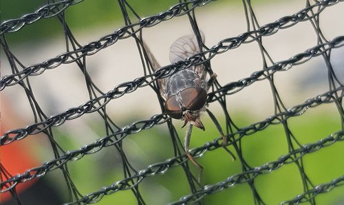 mucha  insect  prison