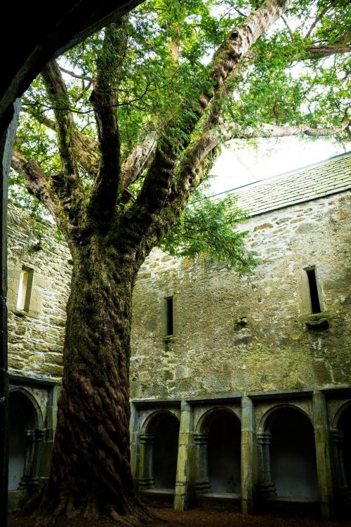 muckross abbey muckross tree
