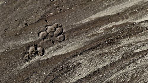 Mud And Dog Paw Print