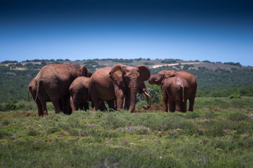 mud bath elephants wildlife