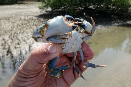 mud crab crab underside