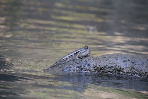 mudskipper  fish  nature