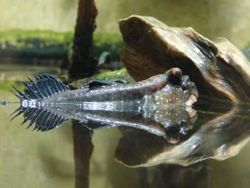 mudskipper fish animal
