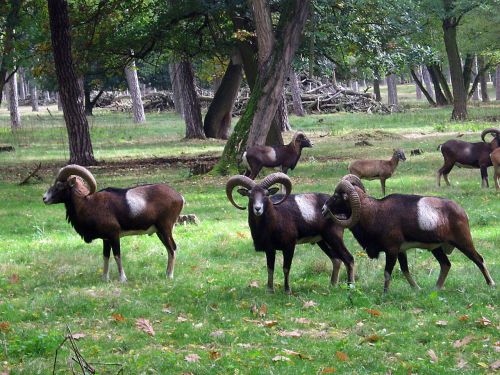 muflon sheep goat