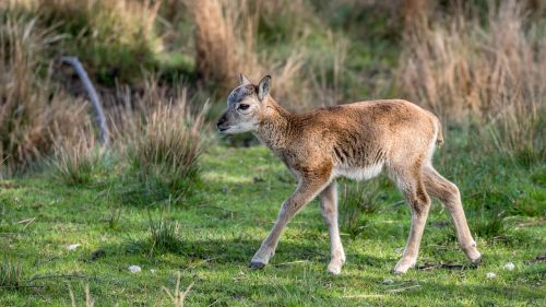 muflon cub small