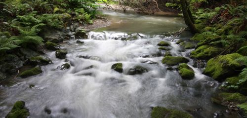 muir woods stream water