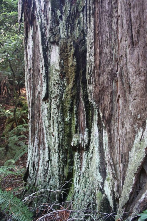 muir woods forest tree