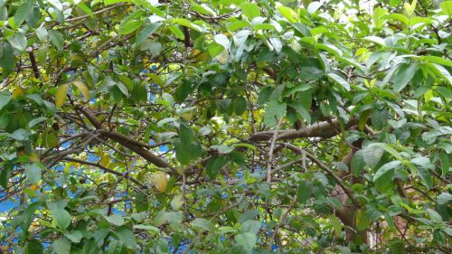 Many Leaves On A Tree