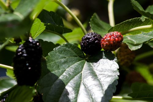 mulberries black red