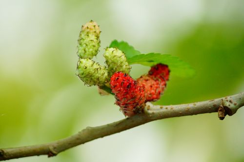 mulberries red fruit
