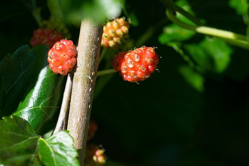 mulberries  immature  ripening process