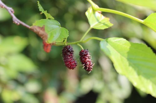 mulberry flying