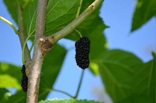 mulberry mulberries fruit
