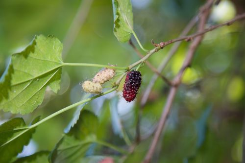 mulberry nature fruit