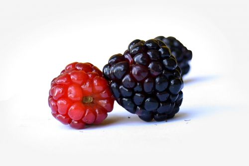 mulberry fruit wild fruits
