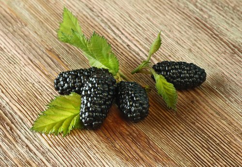 mulberry  berry  fruit