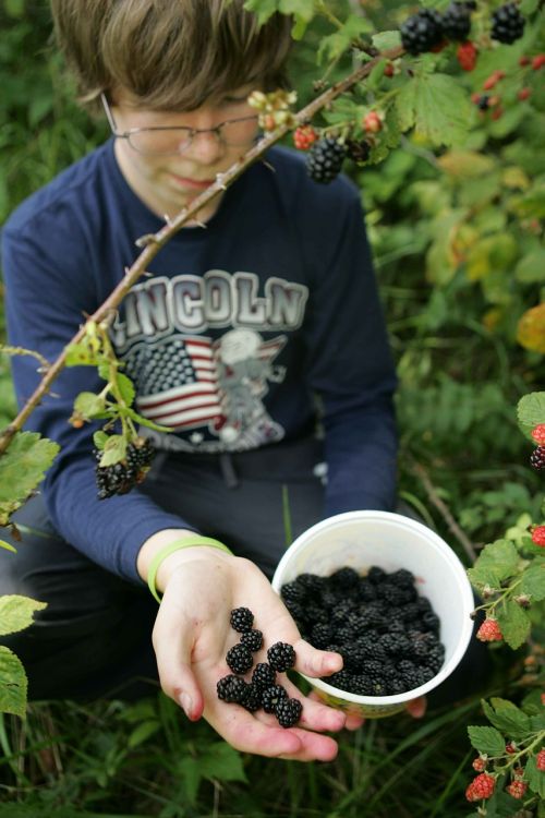 mulberry berry black