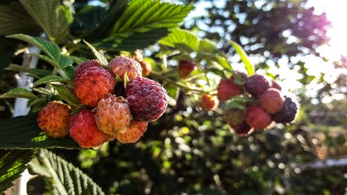 mulberry  plant  forest