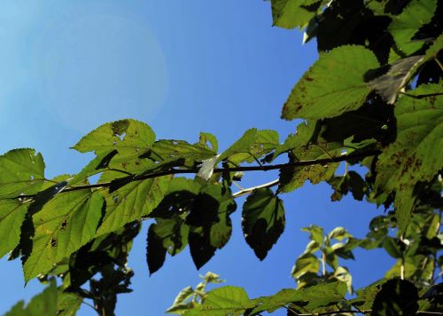 Mulberry Leaves Against Blue Sky