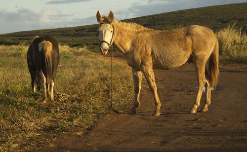 mule  equine  horse
