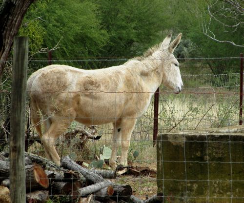 mule donkey animal