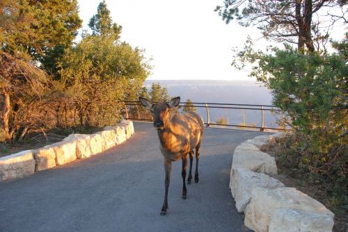 mule deer national park nature