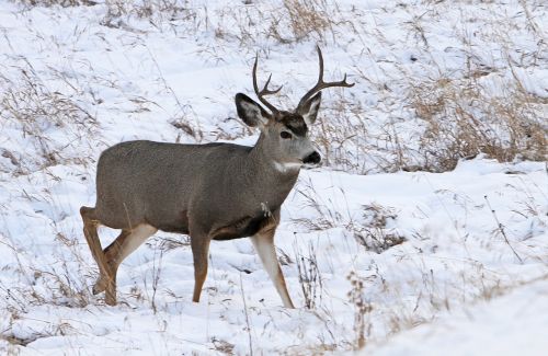 mule deer buck antlers