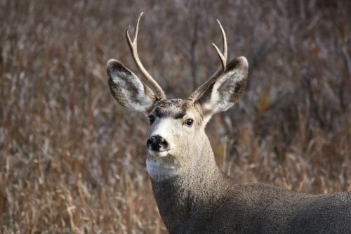 mule deer buck wildlife