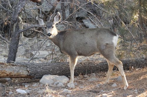 mule deer doe animal