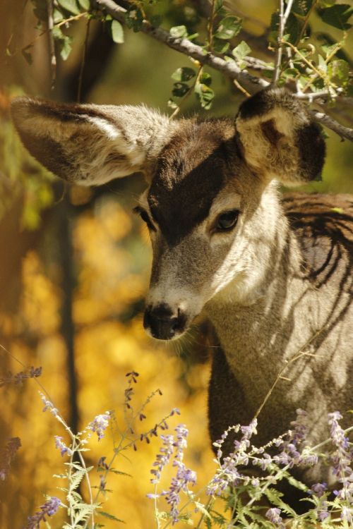 mule deer fawn animal
