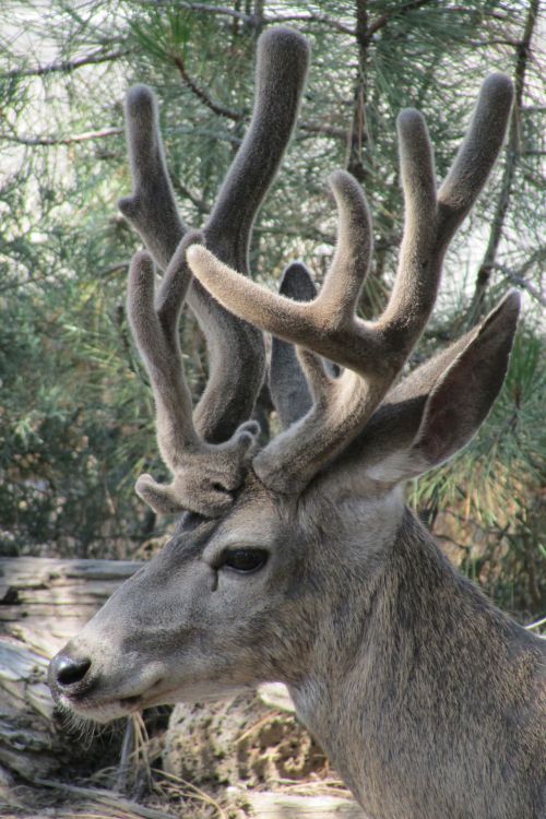 Mule Deer