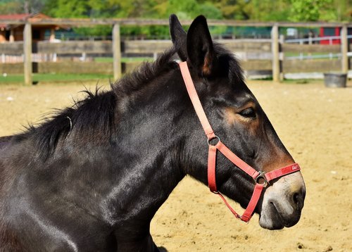 muli  donkey  mule