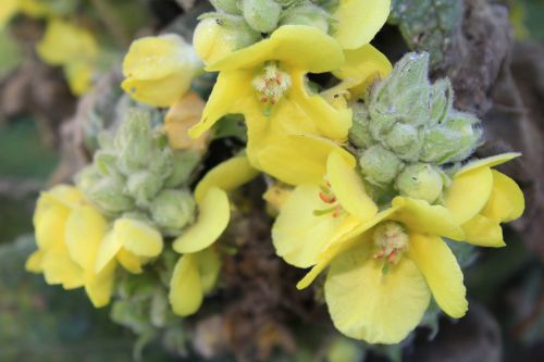 mullein blossom bloom