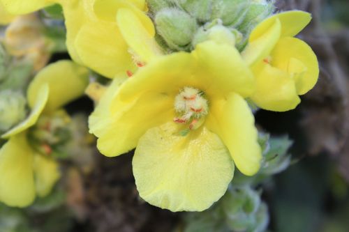 mullein blossom bloom