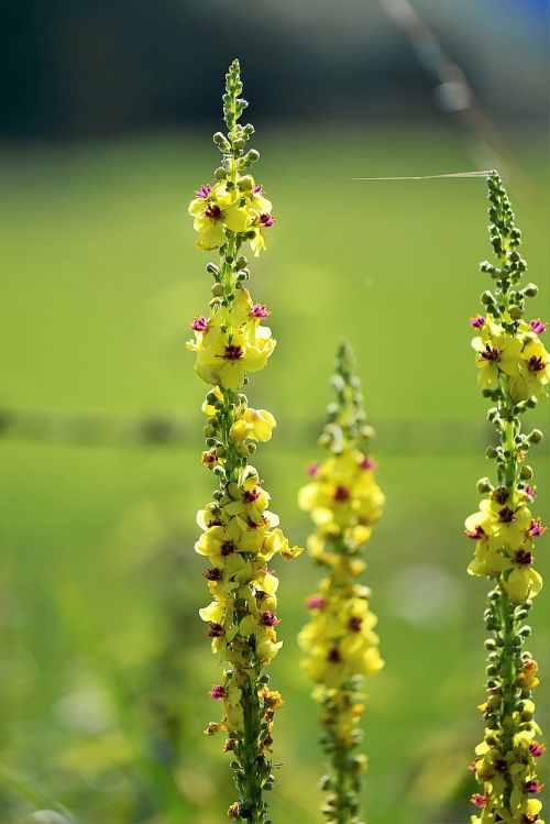 mullein flower flowers